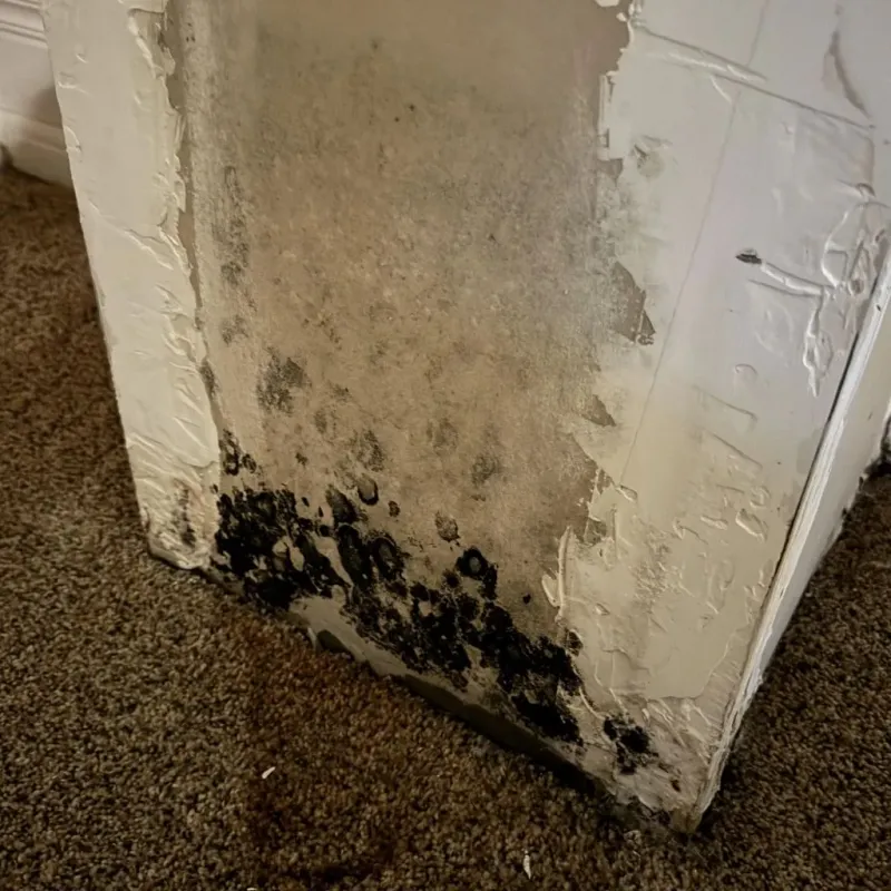 Professional Mold Removal in New London, CT